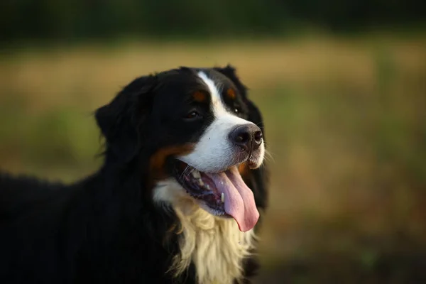 Vista laterale al cane di montagna bernese durante una passeggiata nel campo giallo — Foto Stock