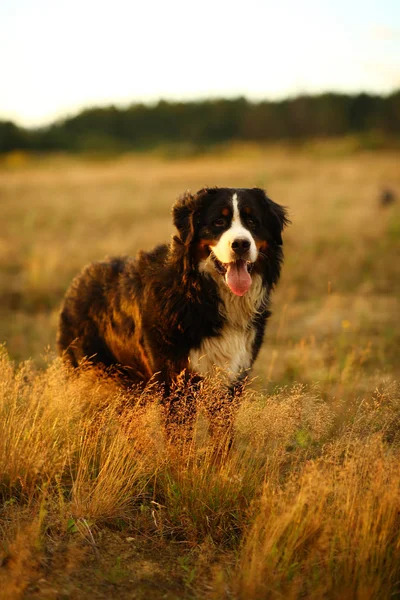 Berner Sennenhund auf Gassi im gelben Feld — Stockfoto
