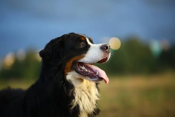 Vista lateral em Bernese cão de montanha em um passeio no campo amarelo — Fotografia de Stock