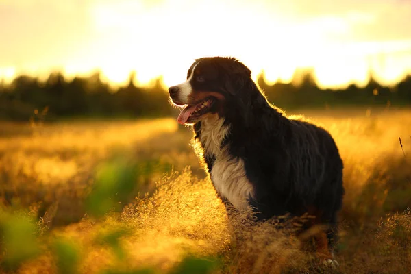 Side view at Bernese mountain dog on a walk in the yellow field