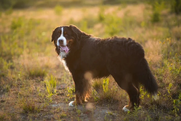 Vista laterale al cane di montagna bernese durante una passeggiata nel campo giallo — Foto Stock