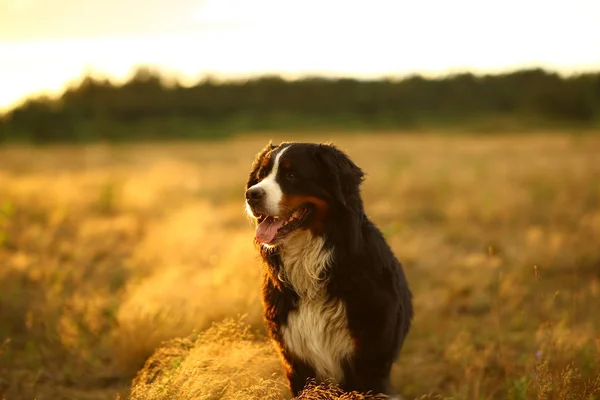 Sarı alanda bir yürüyüş Bernese dağ köpeği de Yan görünümü — Stok fotoğraf