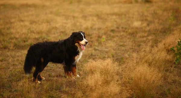 Vue latérale du chien de montagne bernois lors d'une promenade dans le champ jaune — Photo