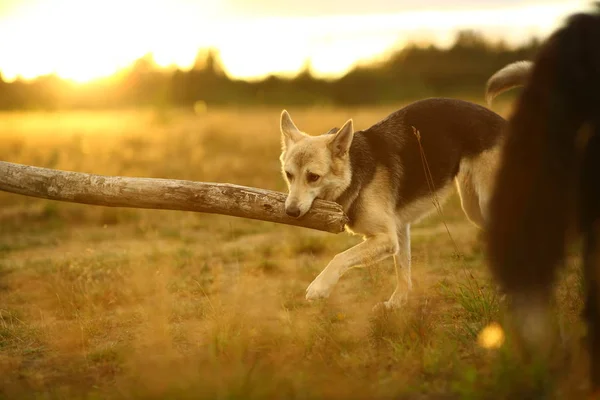 Zijaanzicht bij husky hond wandelen op een groene weide. Groene bomen en gras achtergrond. — Stockfoto