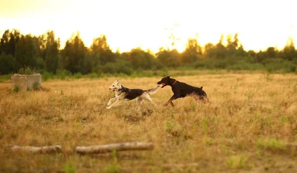 Dos perros husky y doberman corriendo en el prado amarillo al atardecer — Foto de Stock