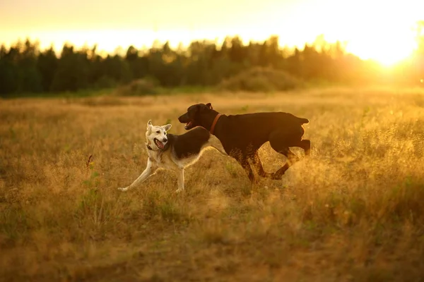 Две собаки Хаски и Доберман бегут по желтому лугу на закате — стоковое фото