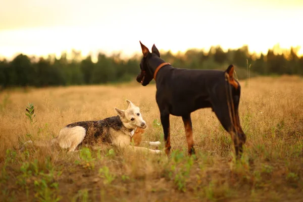 Twa dogs husky and doberman at walk on yellow meadow in sunset — Stock fotografie