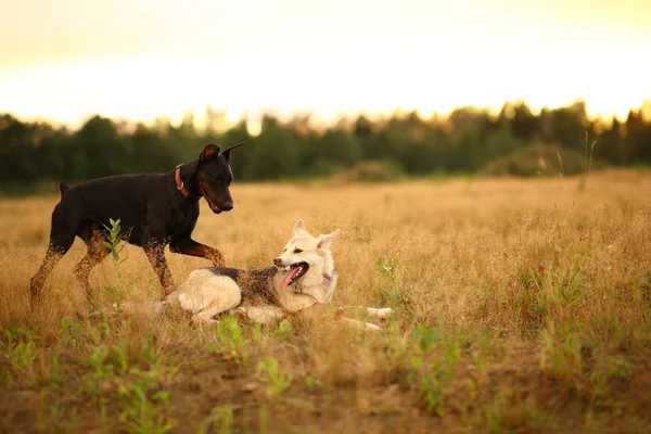 Twa perros husky y doberman a pie en el prado amarillo en la puesta del sol —  Fotos de Stock