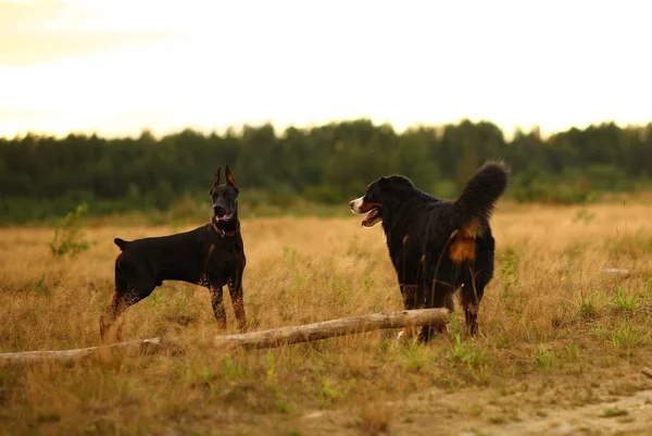 Dos perros Doberman y Bernese Mountain Dog de pie en el prado amarillo al atardecer —  Fotos de Stock