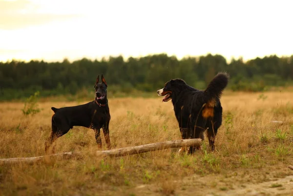 İki köpek Doberman ve Bernese Dağ Köpeği gün batımında sarı çayır üzerinde duran — Stok fotoğraf