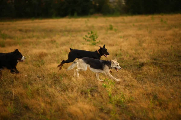 Tres perros husky y bernese perro de montaña y doberman corriendo en el prado amarillo en la puesta del sol —  Fotos de Stock