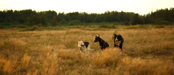 Trzy psy Husky i Berneński pies górski i Doberman działa na żółtej łące w zachodzie słońca — Zdjęcie stockowe