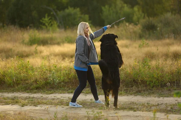 Junge Frau spaziert mit Berner Sennenhund auf der Sommerwiese — Stockfoto