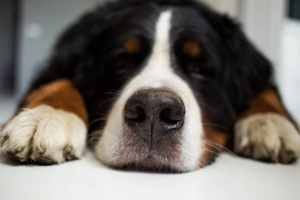 Портрет Бернской горной собаки в интерьере — стоковое фото