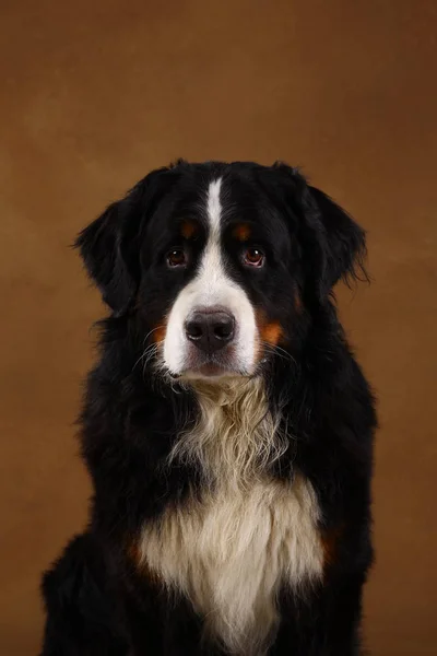 Cane di montagna bernese seduto in studio su un terreno nero marrone e guardando la macchina fotografica — Foto Stock