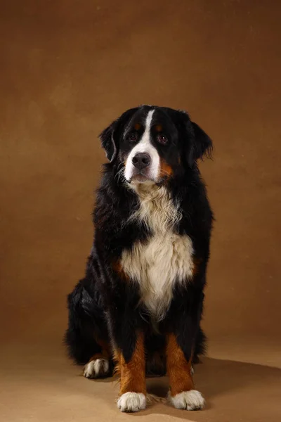 Cane di montagna bernese seduto in studio su un terreno nero marrone e guardando la macchina fotografica — Foto Stock