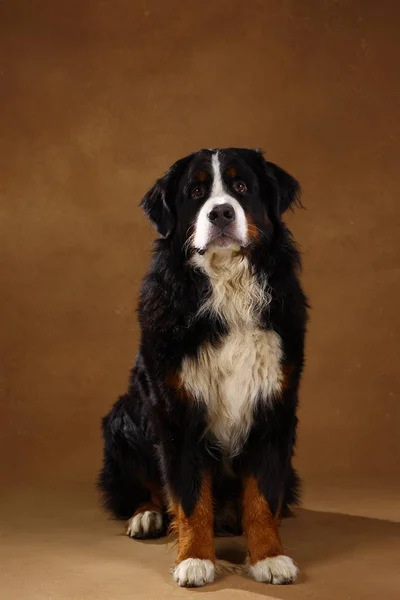 Bernese perro de montaña sentado en el estudio en negro marrón y mirando a la cámara —  Fotos de Stock