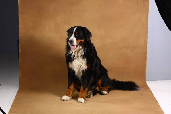 Bernese perro de montaña sentado en el estudio en negro marrón y mirando a la cámara — Foto de Stock