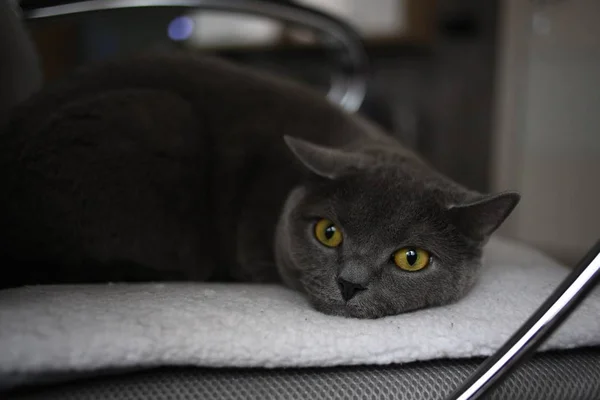 Gatto grigio piega scozzese britannica con occhi gialli luminosi sdraiati su una sedia — Foto Stock
