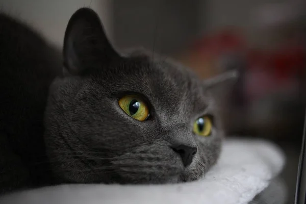 Сірий кіт британський шотландський згин з яскраво-жовтими очима лежачи на кріслі — стокове фото