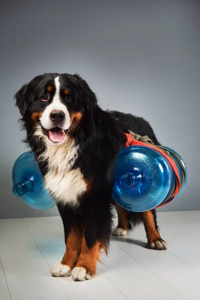 Bernese mountain dog standing in studio on gray blackground and looking at camera — Stock Photo, Image