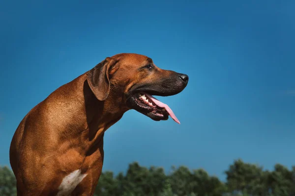 Sidovy på en Rhodesian Ridgeback för en promenad utomhus på ett fält — Stockfoto