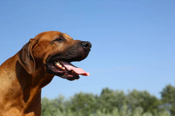 Vista lateral en un ridgeback rodesio para un paseo al aire libre en un campo — Foto de Stock