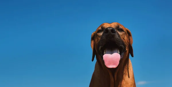 Front view at a rodesian ridgeback for a walk outdoors on a field — стоковое фото