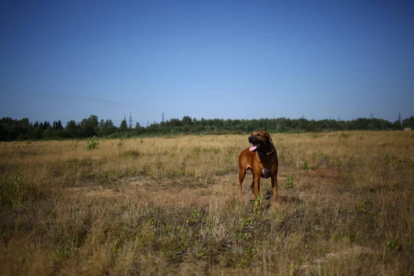 Пес родезийский хребет прогулка на открытом воздухе по полю — стоковое фото
