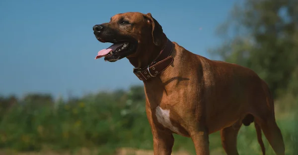 Perro rhodesian ridgeback paseo al aire libre en un campo — Foto de Stock