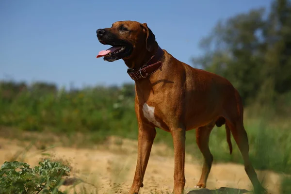 Собака родезійський хребет гуляє на відкритому повітрі на полі — стокове фото