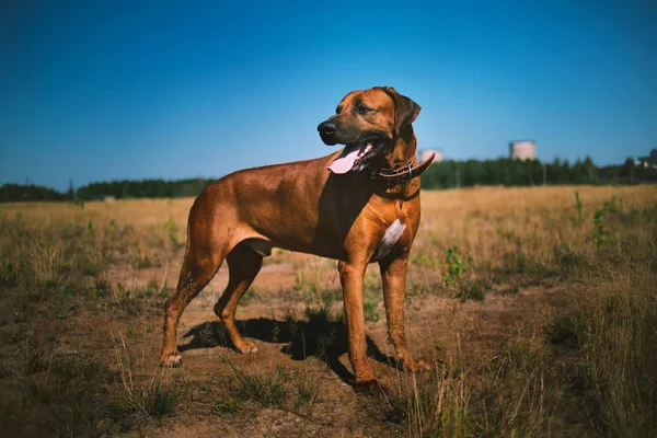 Perro rhodesian ridgeback paseo al aire libre en un campo —  Fotos de Stock