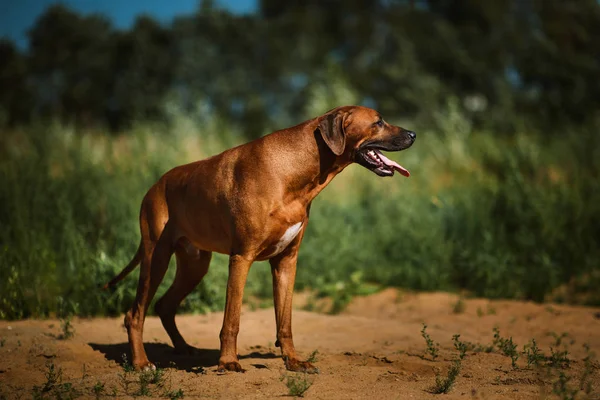Pies Rhodesian Ridgeback chodzić na zewnątrz na polu — Zdjęcie stockowe