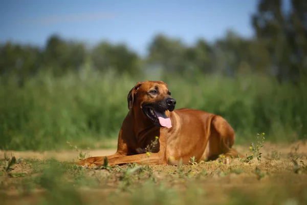 Perro rhodesian ridgeback paseo al aire libre en un campo —  Fotos de Stock