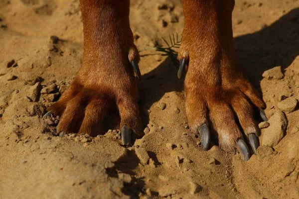 Vista desde arriba en las patas del perro rhodesian ridgeback en un suelo de arena — Foto de Stock