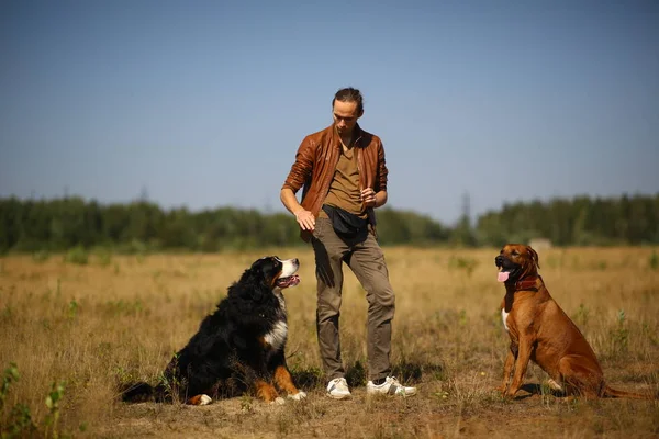 Молодой человек, гуляющий с двумя собаками, бернский горный пес и горный хребет на летнем поле — стоковое фото