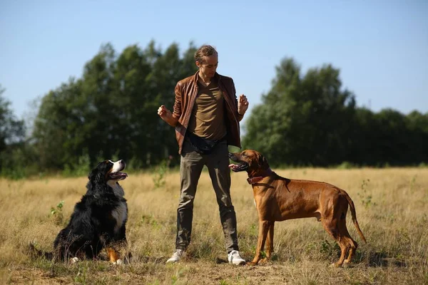 Junger Mann spaziert mit zwei Hunden, Berner Sennenhund und Ridgeback auf dem Sommerfeld — Stockfoto