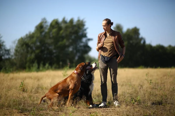 Junger Mann spaziert mit zwei Hunden, Berner Sennenhund und Ridgeback auf dem Sommerfeld — Stockfoto