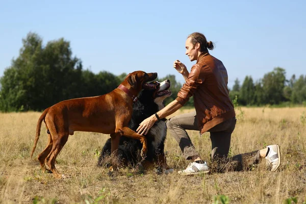 Young man walking with two dogs Bernese Mountain Dog and ridgeback on the summer field — Stock Photo, Image