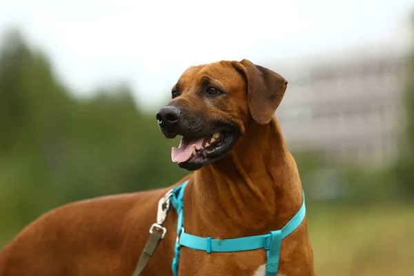 Dog Rhodesian Ridgeback gå utomhus på ett fält — Stockfoto