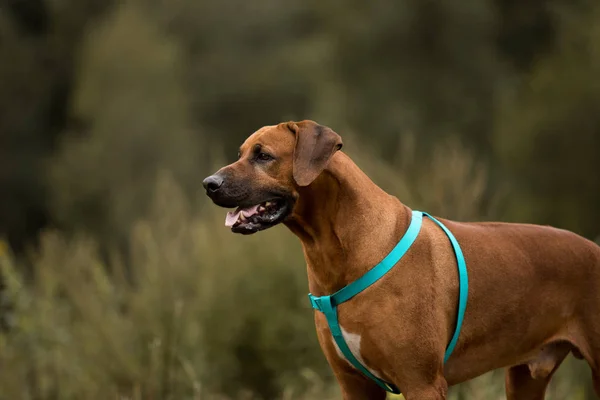 Dog Rhodesian Ridgeback gå utomhus på ett fält — Stockfoto