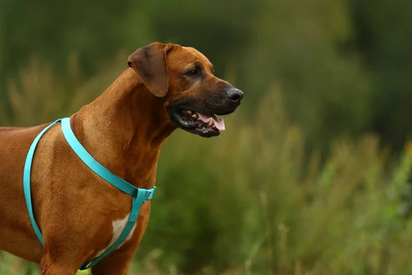 Dog Rhodesian Ridgeback gå utomhus på ett fält — Stockfoto