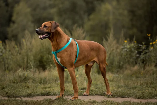 Chien rhodesian ridgeback promenade à l'extérieur sur un terrain — Photo