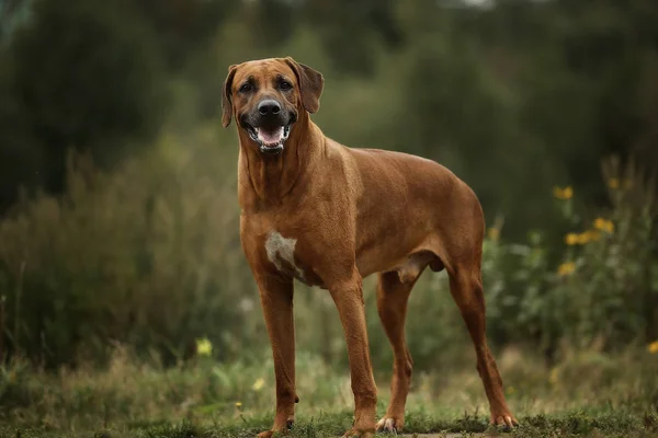 Chien rhodesian ridgeback promenade à l'extérieur sur un terrain — Photo