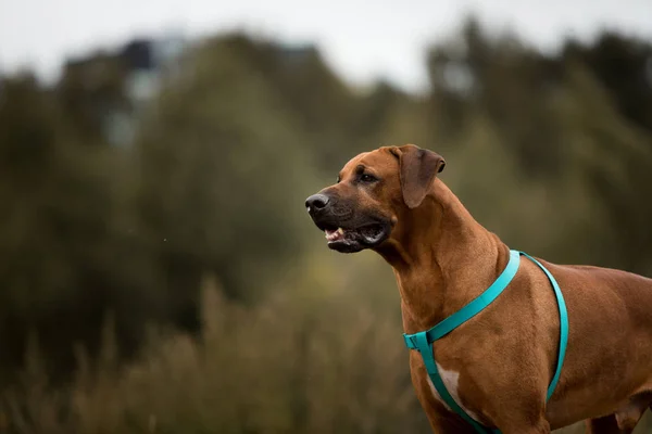 Dog Rhodesian Ridgeback gå utomhus på ett fält — Stockfoto