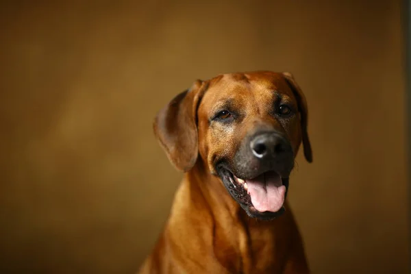 Studioaufnahme eines Rhodesian Ridgeback Dogs auf braunem Hintergrund — Stockfoto