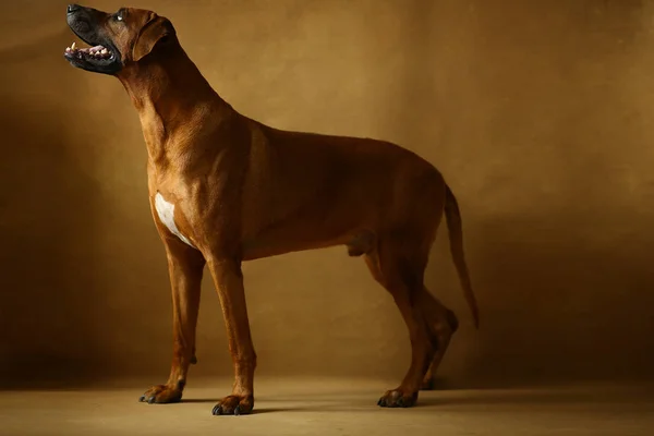 Φωτογραφία από το στούντιο του Ροντιανού σκύλου στο γκρι φόντο στο στούντιο — Φωτογραφία Αρχείου