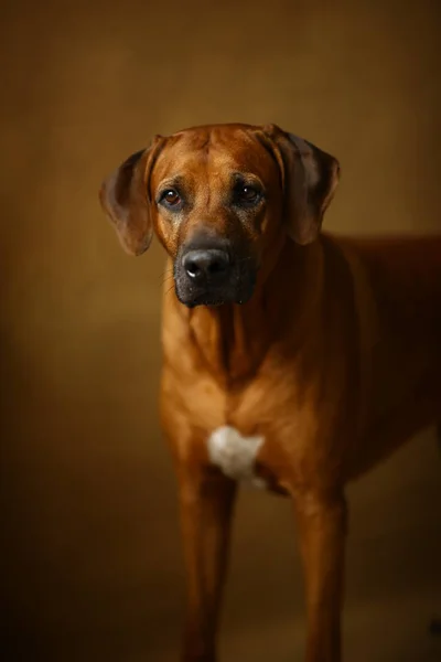 Студийный снимок родезийского горного пса на коричневом фоне — стоковое фото