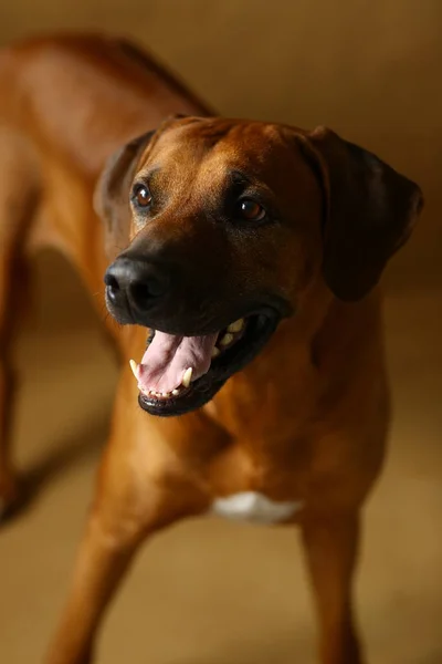 Estúdio tiro de um Rhodesian Ridgeback Dog em fundo marrom — Fotografia de Stock