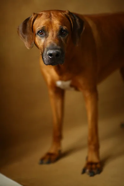 Captura de estudio de un perro Rhodesian Ridgeback sobre fondo marrón — Foto de Stock